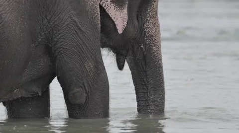 Elephant face Видео 67355420