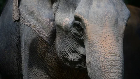 Elephant Face Stock Footage 86198222