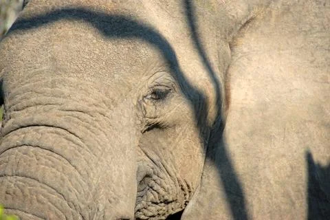 Elephant face Stock Photos