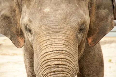 Elephant face Stock Photos