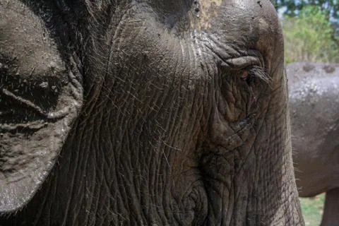Elephant face Stock Photos