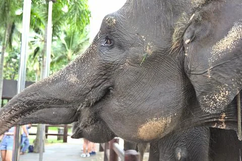 Elephant faces in a close Stock Photos