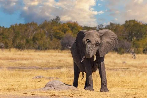 Elephant Facing Camera with Raised Trunk, Hwange National Park, Zimbabwe Foto stock