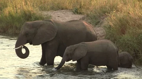 Elephant family crossing river Stock Footage