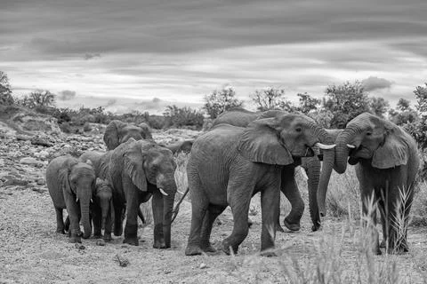 Elephant family on the move Stock Photos
