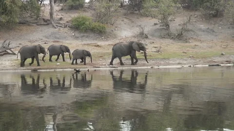 ELEPHANT FAMILY REFLECTION 動画素材 65745814