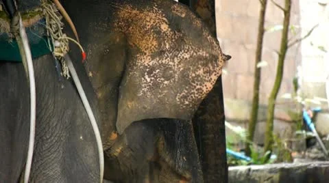 Elephant farm Stock-Footage 10803566