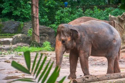 An Elephant in the farm Stock Photos