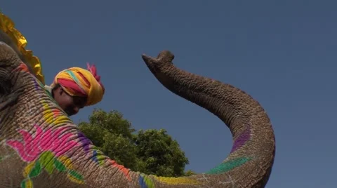 Elephant feast in india 1 Stock Footage 51976415