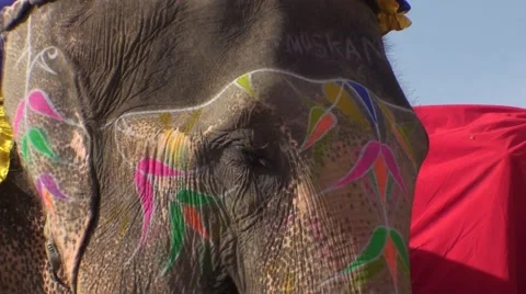 Elephant feast in india 스톡 동영상 51975392