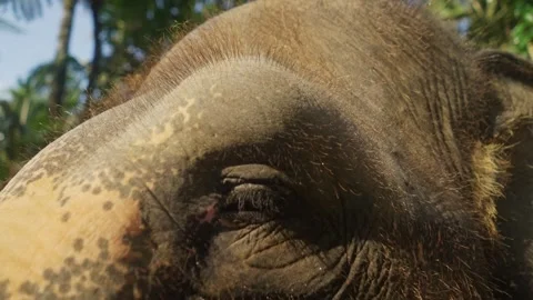 Elephant featuring large eye and textured skin close-up Stock Footage 340846734