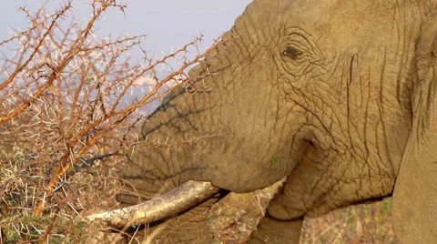 Elephant feedin on Acacia, Close-up Video stock 32242199