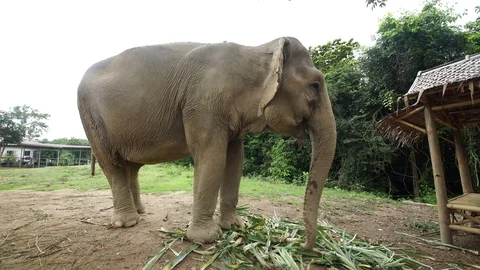 Elephant feeding 5 4k Stock Footage 123155192
