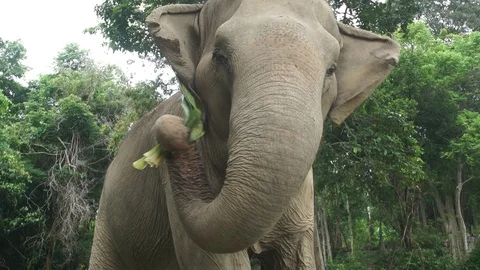 Elephant feeding close up 2 4k Stock Footage 123155389
