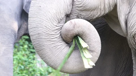 Elephant feeding close up 4k Stock Footage 123155511