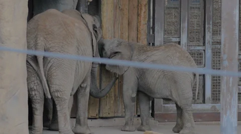 Elephant feeding each other Video stock 30177606