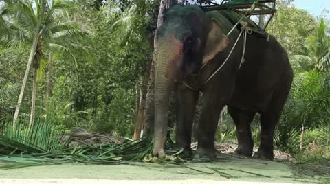 Elephant feeding Video stock 21896394