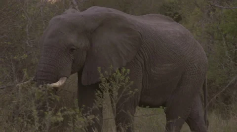 Elephant feeding Stock Footage 27242661