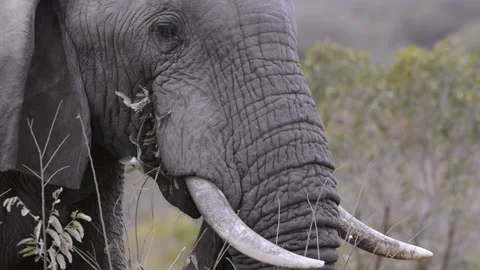 Elephant Feeding Stock Footage 134598620