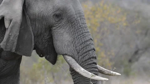 Elephant feeding Stock Footage 134598666