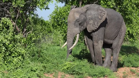 Elephant feeding on grass in Ruaha National Park, Tanzania 库存影片 330410153