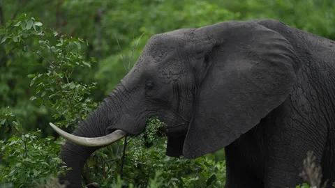 Elephant feeding green forest vegetation, detail portrait with tusk. Elephant in Vídeos de archivo 223373494