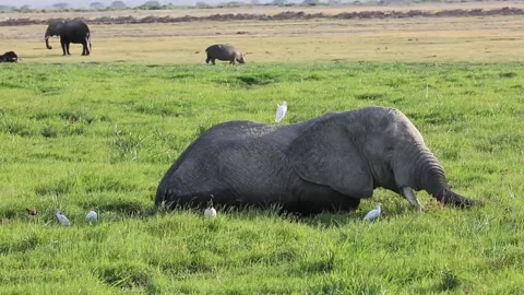 Elephant feeding in marsh 1 Stock Footage 171290269