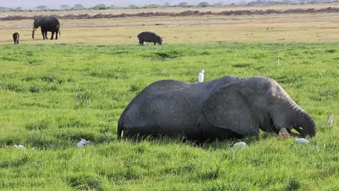 Elephant feeding in marsh 2 Stock Footage 171290283