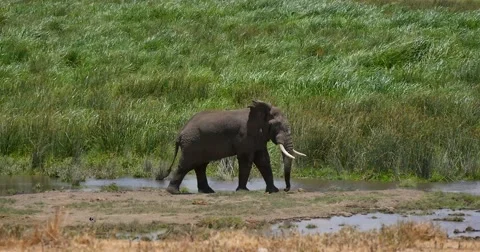 Elephant feeding in marsh Stock Footage 60384318