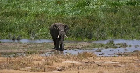 Elephant feeding in marsh Stock Footage 60384581