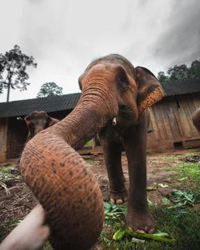 Elephant Feeding Stock Photos