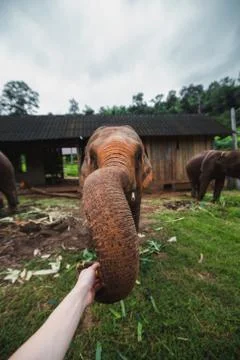 Elephant Feeding Stock Photos