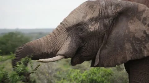 Elephant feeding on thorn trees Stock Footage 21817046