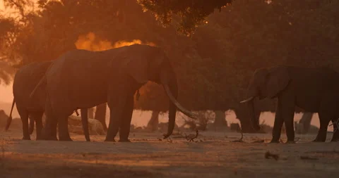Elephant feeding tree branch. Elephant at Mana Pools NP, Zimbabwe in Africa. Big Vídeos de archivo 164697807