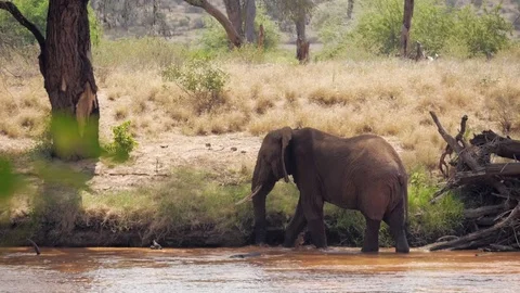 Elephant feeds from bush while standing in river bed Stock Footage 78749712