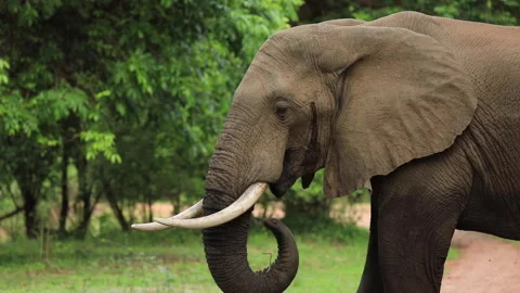 An elephant feeds on grass. Stock Footage 147960283