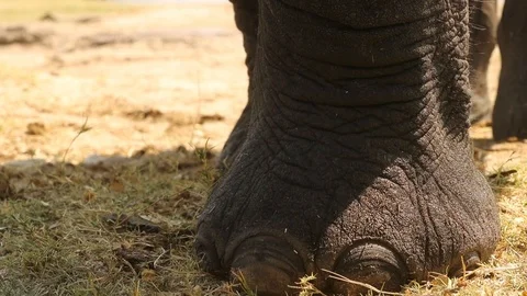 Elephant feet 2 스톡 동영상 119242909