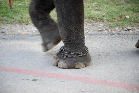 Elephant feet with chains Stock Photos