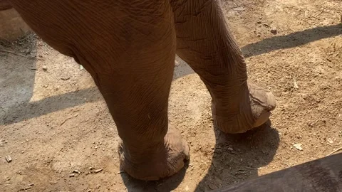 Elephant feet close-up Stock Footage 247077354