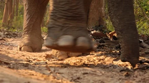 Elephant feet in close up walking Vídeos de archivo 236483350
