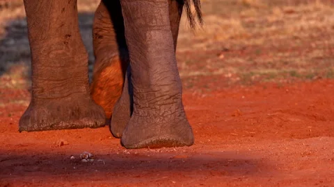 Elephant feet close-up walking through red powdery soil, ground level Stockbeeldmateriaal 291624015