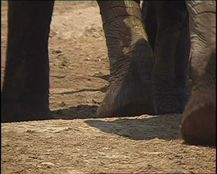 Elephant feet 库存影片 728296