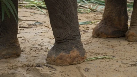 Elephant Feet Stock Footage 120545904