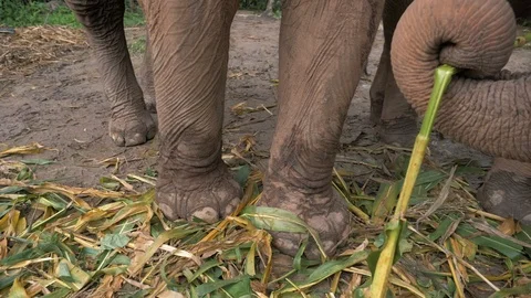 Elephant Feet Stock Footage 120545973