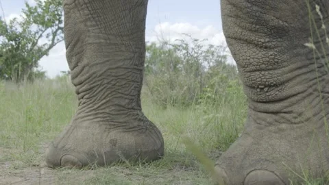 Elephant feet Stock Footage 298034752