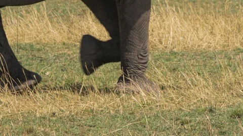 Elephant Feet Walking Stock Footage 130089397