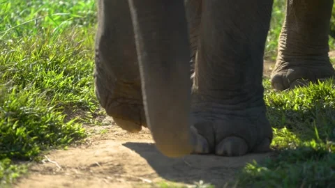 Elephant Feet walking on Path toward us Stock Footage 289780979