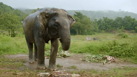 An elephant in a field eating a tree on a rainy day, Thailand Stock Footage 224910670