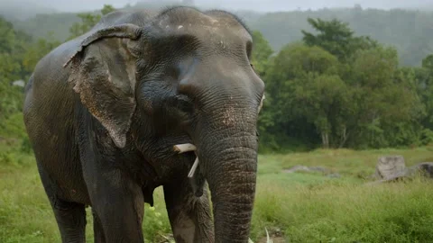 An elephant in a field eating a tree on a rainy day, Thailand Stock Footage 224910772
