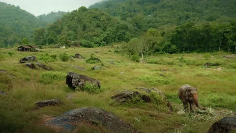 Elephant in a field eating a tree on a rainy day, mountains in the background Stock Footage 224910942